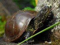 2008 06 19 cistude tn