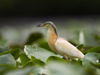 HVI Crabier chevelu tn