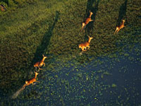 HVI biche vue du ciel tn