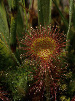 JMD Drosera fr tn