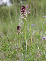 Pelouse calcicole tn