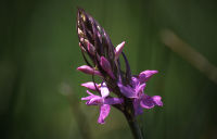orchis de brenne tn