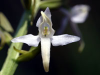 plathantere bifolia2 tn