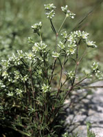 scleranthe perenne tn